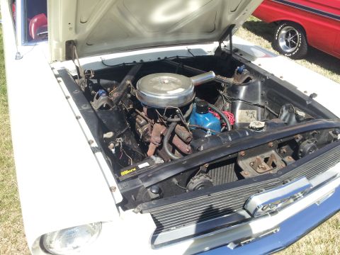 1965 Ford Mustang - The engine bay of a 1965 Ford Mustang, its classic V8 engine and white exterior paint.