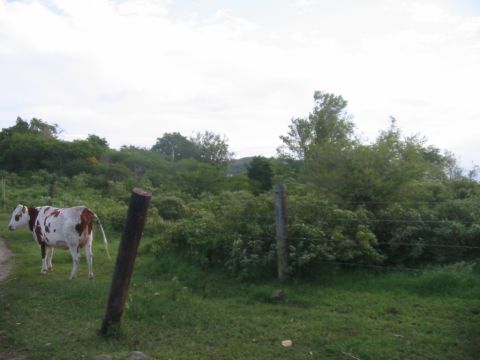 1992 Ford Bronco - A cow stands in a rural landscape with lush greenery and a cloudy sky overhead.