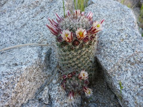 1997 Ford Ranger - A cactus blooms with delicate pink and white flowers amidst a rocky landscape.