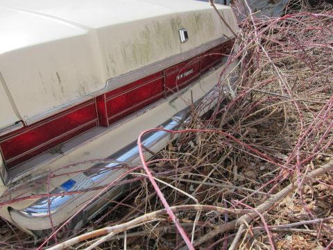 1991 Ford LTD Crown Victoria - This car's rear end is partially obscured by thorny branches, with visible text reading 'NEW YORKER'.