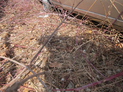 1991 Ford LTD Crown Victoria - A car's side is partially obscured by overgrown thorny branches and dry ground cover.