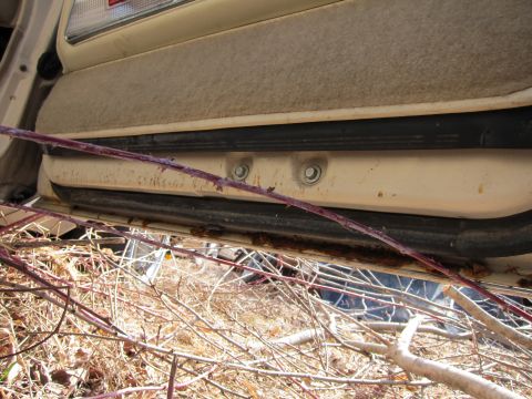 1991 Ford LTD Crown Victoria - Close-up of a car's interior door sill, overgrown with thorny branches.