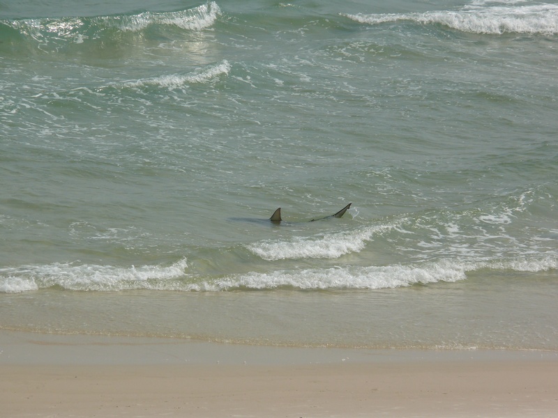 Shark fins visible in shallow ocean waves near a sandy beach. Watermark reads SUPERMOTORS