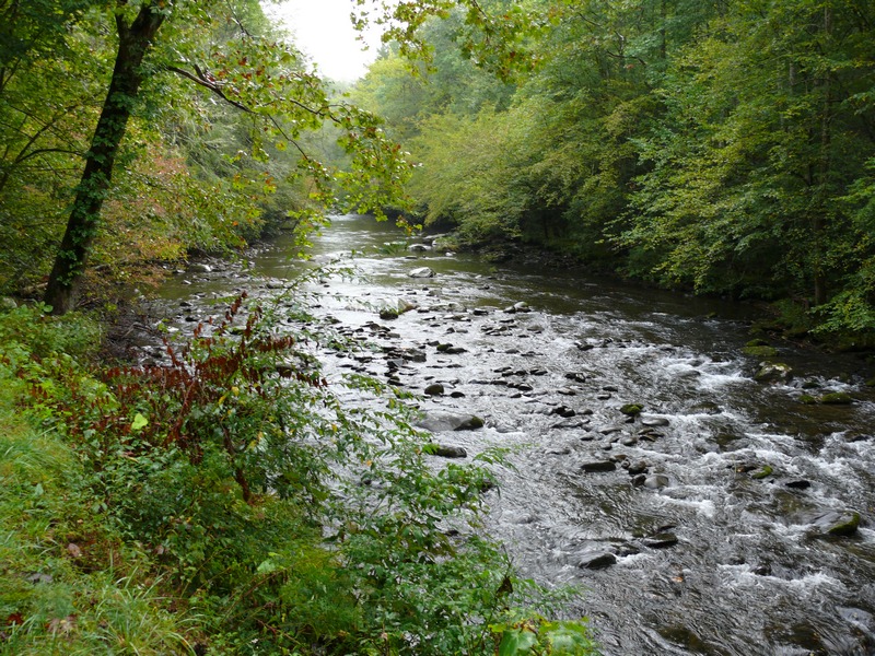 Rocky river flowing through a forest with green trees and foliage