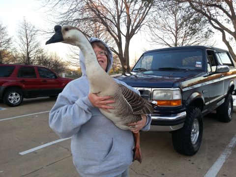 1995 Ford Bronco - A person holds a large goose in front of a lifted dark blue Ford Bronco, with a red SUV in the background.