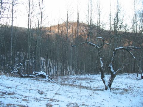 1992 Ford Bronco - Winter scene with snow on the ground and bare trees in a forest.