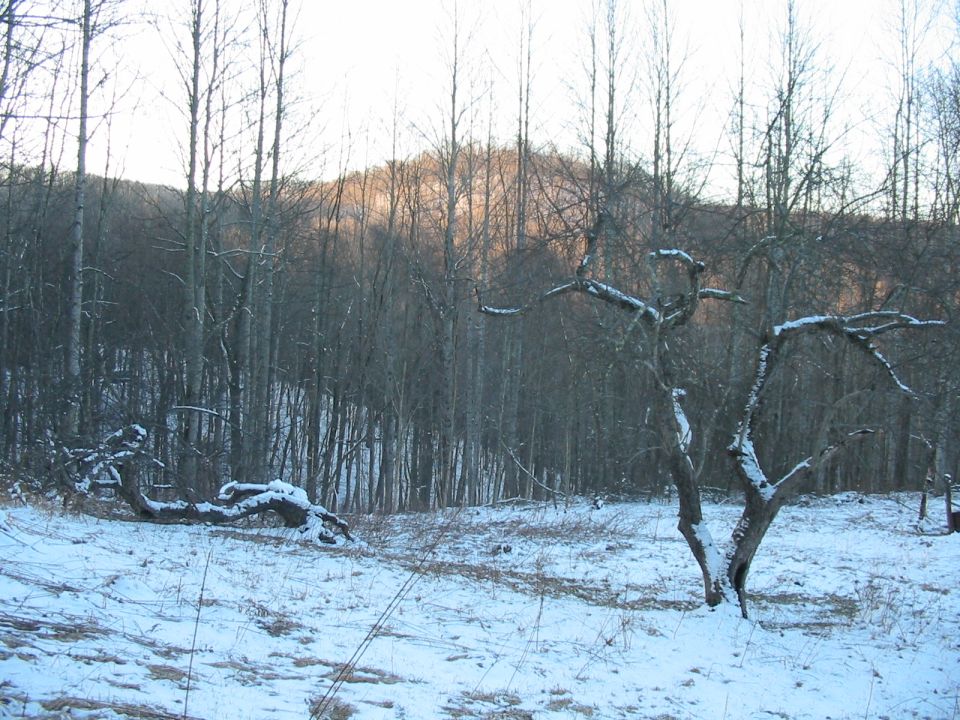 Snowy landscape with bare trees and a fallen log covered in snow
