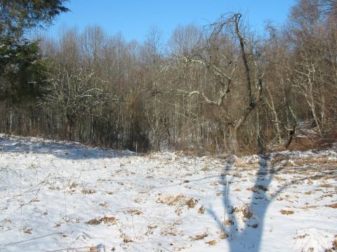 1992 Ford Bronco - A winter scene shows a snow-covered field and leafless trees against a bright blue sky.