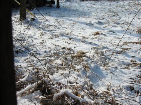 1992 Ford Bronco - The ground is covered in snow and dry vegetation, with thin branches scattered across the scene.