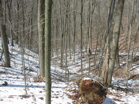 1992 Ford Bronco - A snowy forest scene with bare trees and a large fallen log in the foreground. The SuperMotors logo is visible in the lower right corner.