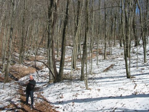 1992 Ford Bronco - A person stands on a trail in a snow-dusted forest during winter.