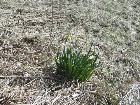1992 Ford Bronco - A patch of green daffodils with buds is emerging from the dry, brown grass of early spring.