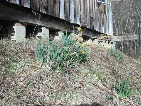 1992 Ford Bronco - A weathered wooden structure rests on cinder blocks, surrounded by dry grass and blooming daffodils.