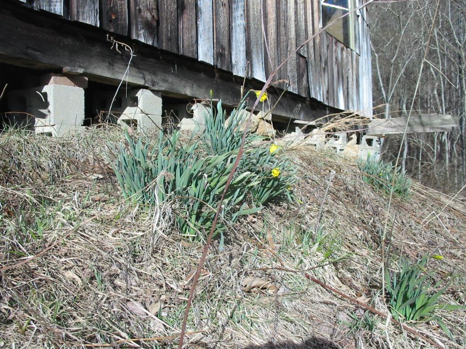 Wooden building supported by cinder blocks, with daffodils growing in front