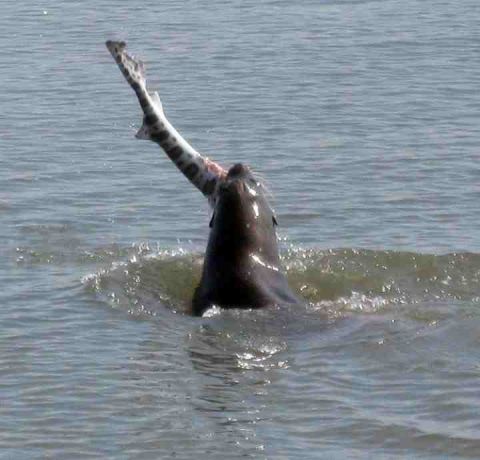 1991 Ford Bronco - A seal surfaces from the water with a fish in its mouth, as seen in this SuperMotors.net photo.