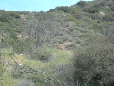 1988 Ford Bronco - A deer is visible in a natural landscape with hills and vegetation.
