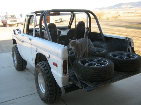1970 Ford Bronco - A gray cat stands on spare tires in the bed of a white 1970 Ford Bronco, with another vehicle visible in the background.