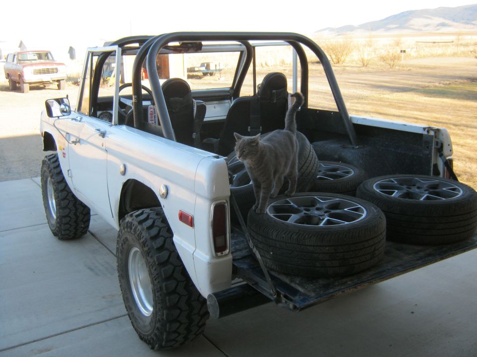 White 1970 Ford Bronco with a roll cage, spare tires, and a cat in the bed, viewed from the rear passenger side