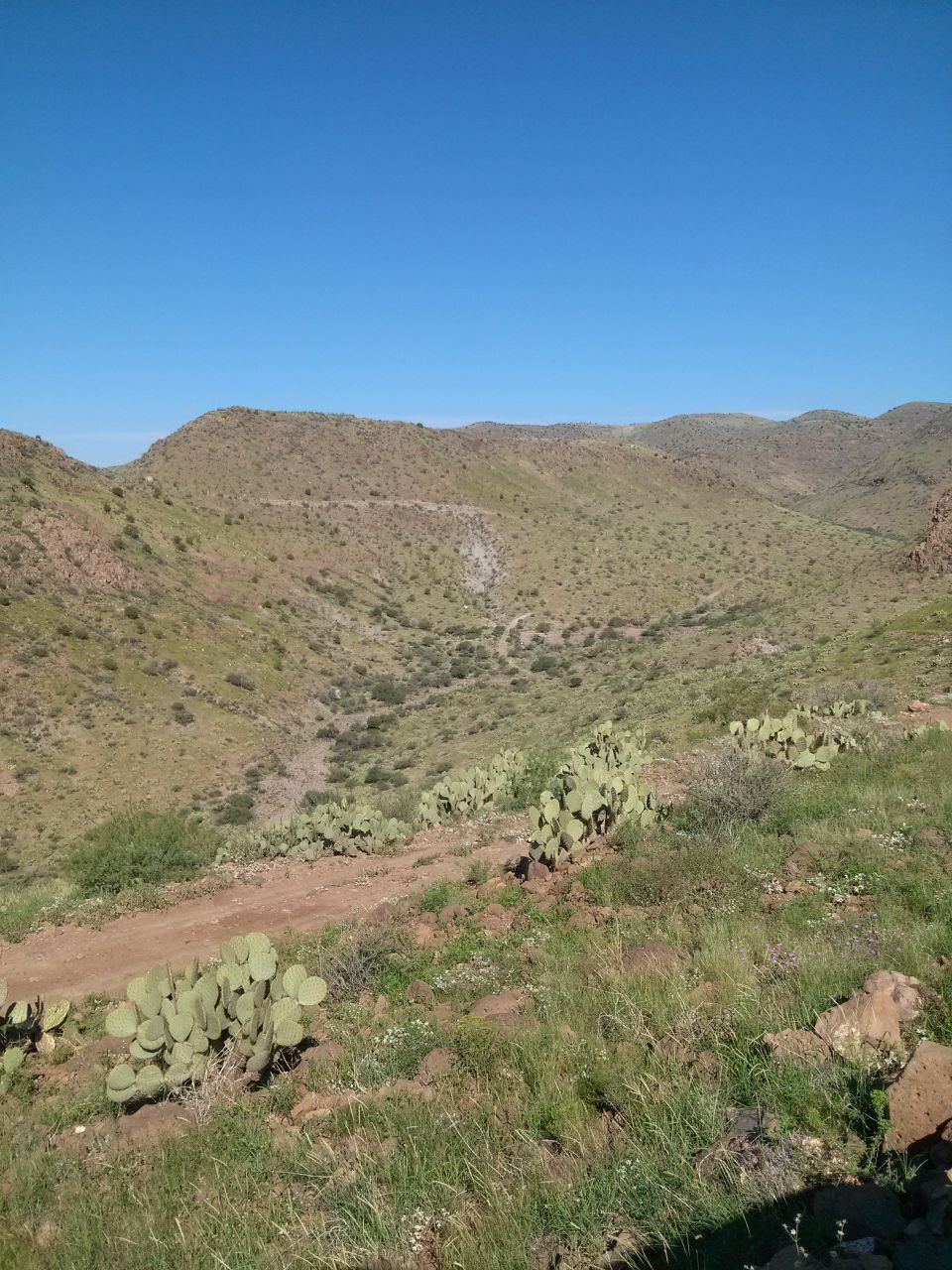 Desert landscape with a dirt road winding through hills and cacti under a clear blue sky