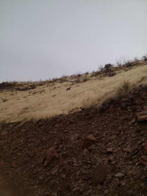 1981 Ford F-150 - A deer is seen on a hillside covered in dry grass and scattered rocks.