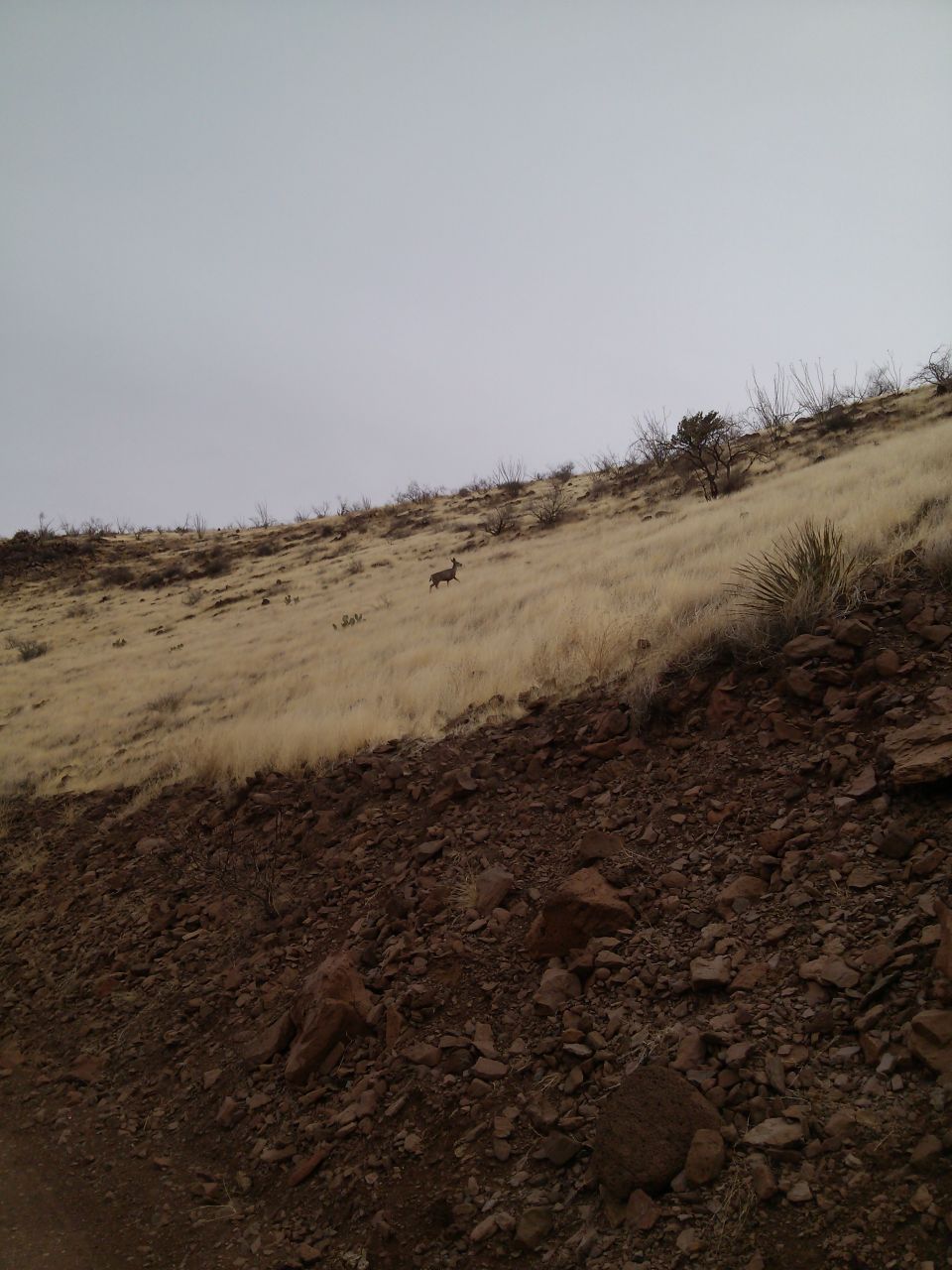 Deer walking on a dry, grassy slope under a cloudy sky