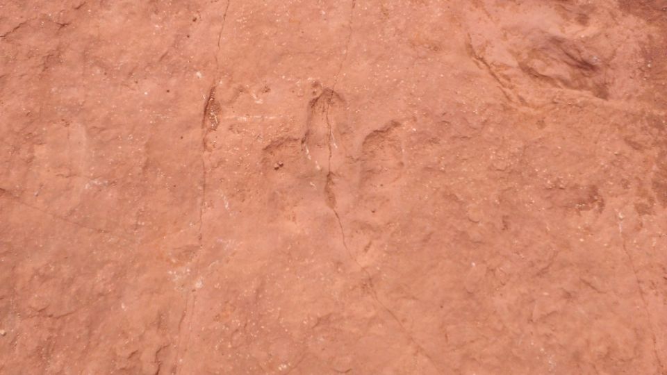 Dinosaur footprints impressed in reddish rock