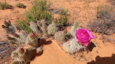 1994 Ford Bronco - Desert landscape a blooming cactus with spiky pads and pink flower.