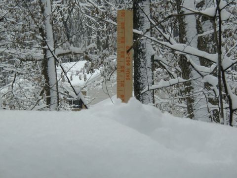 1998 Ford Taurus - A winter scene in a forest with heavy snowfall covering the trees and ground.