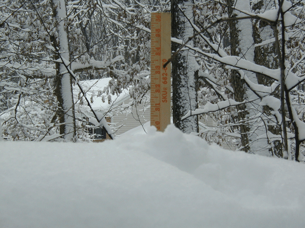 Snow-covered trees and ground in a forest