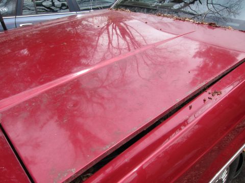 1991 Ford LTD Crown Victoria - The hood of a red car shows reflections of trees and another vehicle. The registry claims it is a 1991 Ford Crown Victoria LTD, but this is…