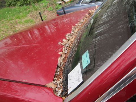 1991 Ford LTD Crown Victoria - Leaves have collected in the cowl area of a red car, with another vehicle visible behind it.