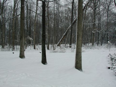 1998 Ford Taurus - Winter scene in a forest with snow covering the ground and trees.