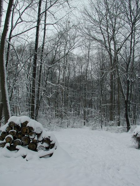1998 Ford Taurus - A winter scene shows a stack of firewood covered in snow, set against a backdrop of snow-dusted trees.