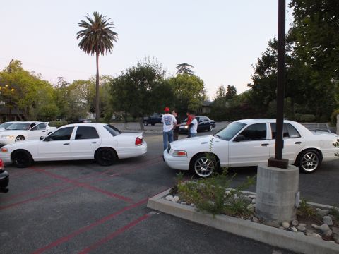 2003 Ford Crown Victoria - White Ford Police Interceptor sedans parked at a meet as people gather beside a palm tree