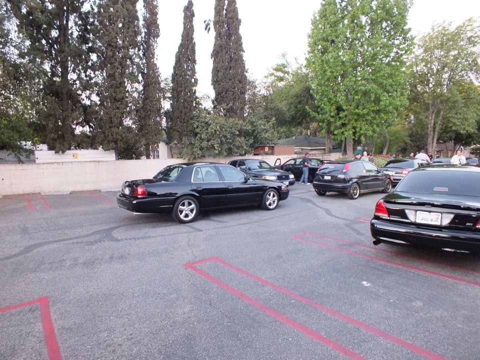 Black Ford Crown Victoria sedans parked among cypress trees at dusk meet