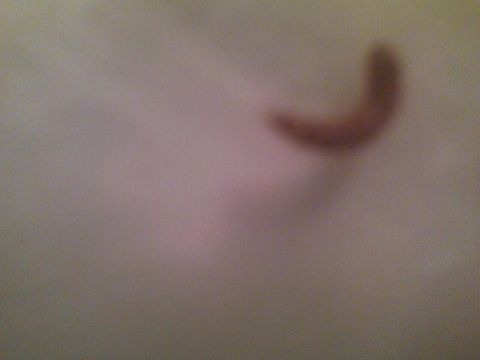 2003 Ford Crown Victoria - A blurry image shows a curved brown object against a light background, with 'SUPERMOTORS' text at the bottom right.