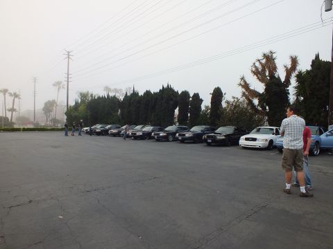 2003 Ford Crown Victoria - Full-size sedans lined up beside trees on a gray overcast morning at a car meet.