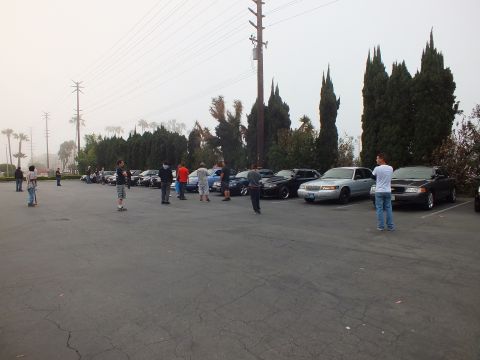 2003 Ford Crown Victoria - Group mills about a misty lot, full-size sedans parked along a row of evergreens.