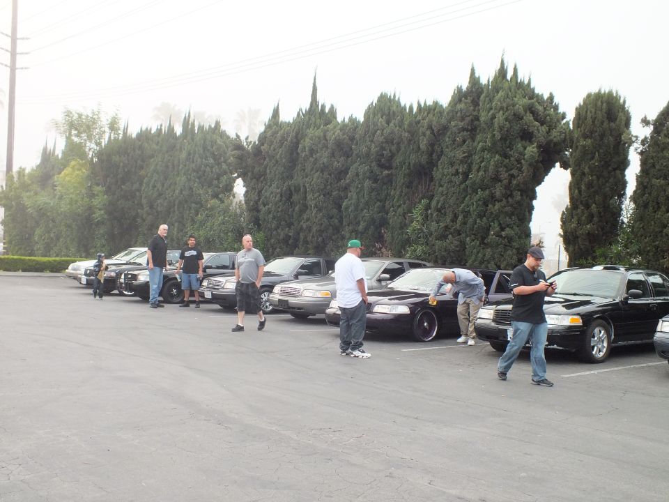 People beside row of black and silver sedans parked along cypress hedge, overcast