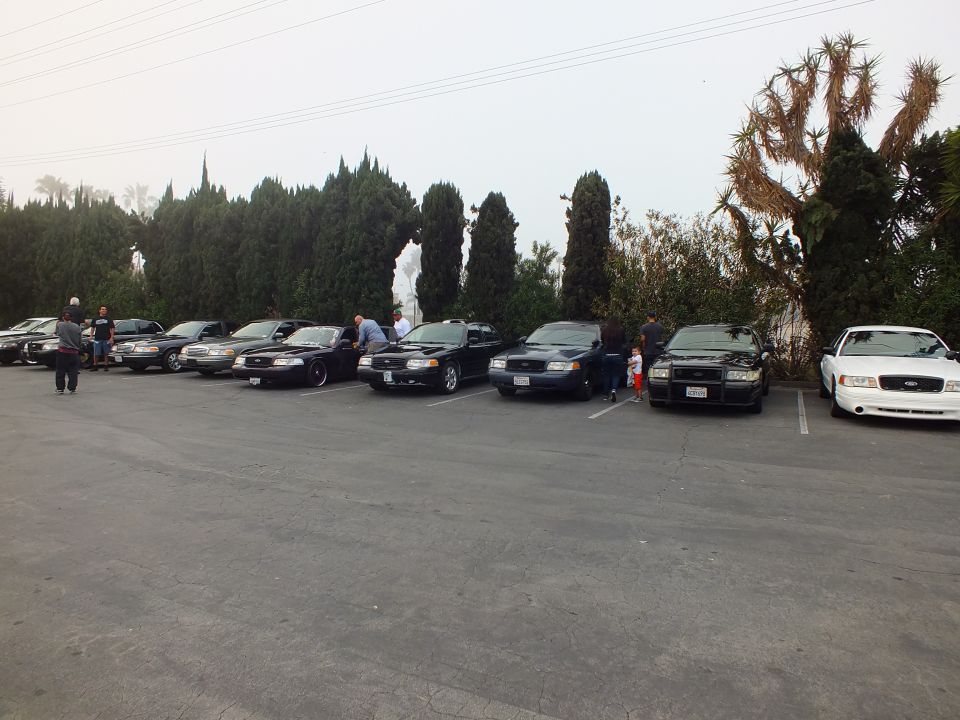 Row of Ford Crown Victoria sedans parked at a car meet beside tall cypress trees