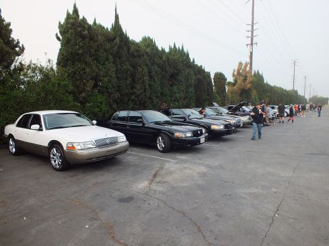 2003 Ford Crown Victoria - Line of black Crown Victorias and Mercury sedans parked beside cypress trees with people milling.