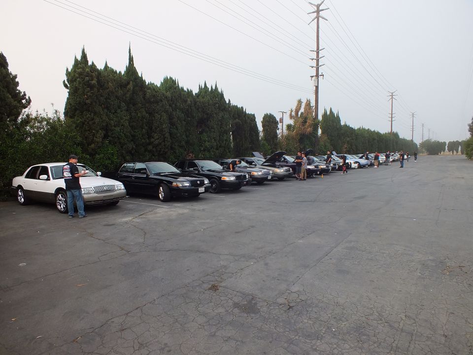 Long row of sedans parked along trees at car meet under overcast sky, man beside white car
