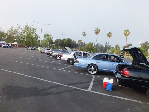 2003 Ford Crown Victoria - line of full-size sedans with open trunks and hoods sits in a parking lot beside tall palm trees at a car meet.