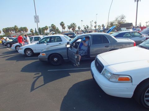 2003 Ford Crown Victoria - row of white and gray Ford Crown Victoria sedans parked at an outdoor show, one with its door open and a man standing nearby.