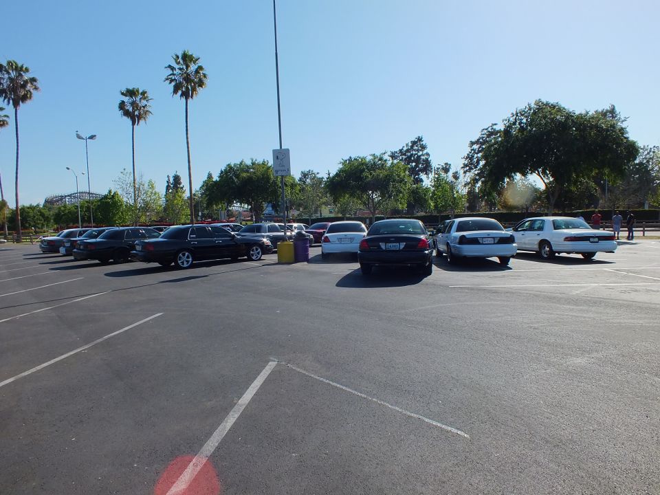 Sedans parked across a sunlit lot with tall palm trees and distant coaster