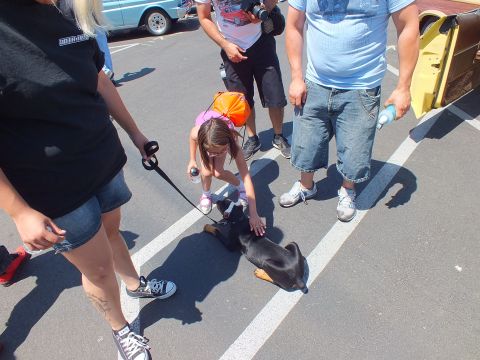 Child petting a black dachshund on a leash in a parking lot among adults