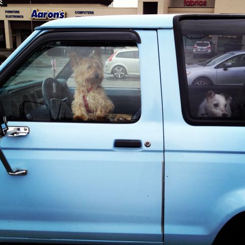 1985 Ford Bronco II - Two dogs, one in the driver's seat and another in the passenger seat, look out the windows of a light blue SUV.