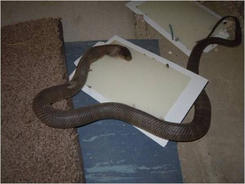1972 Ford Ranchero - A snake is stuck on two glue traps on the floor.