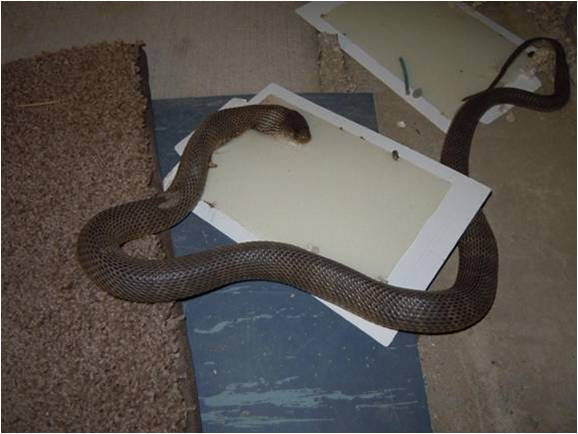 Snake trapped on glue pads