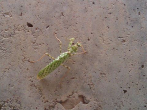 1972 Ford Ranchero - A praying mantis is crawling on a concrete wall.
